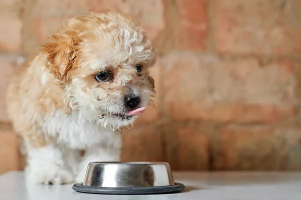 Filhote Cachorro Maltipoo Come Uma Tigela Metal Fundo Parede Tijolo — Fotografia de Stock