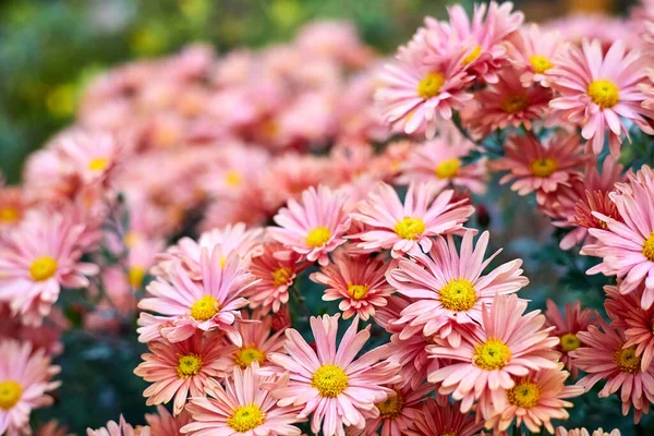 Blooming coral chrysanthemums in the garden. Close-up, selective focus