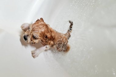 Banyoda banyo yaparken ıslak Maltipoo köpeği. Yakın çekim, seçici odaklanma