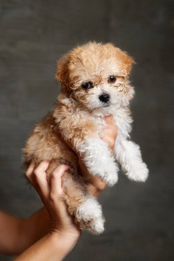 Maltipoo puppy. Adorable Maltese and Poodle mix Puppy in women hands on gray background