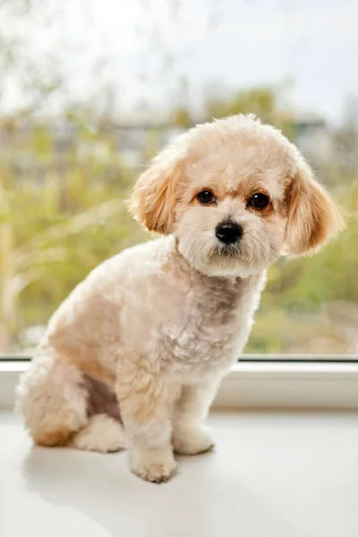 Retrato Cachorro Bege Maltipoo Sentado Peitoril Janela Contra Fundo Janela — Fotografia de Stock