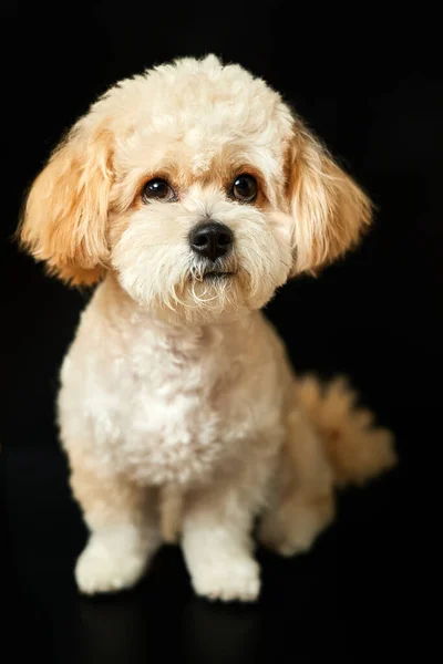 Retrato Cachorro Bege Maltipoo Fundo Preto Adorável Maltês Poodle Mix — Fotografia de Stock