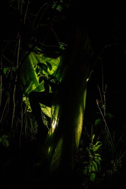 Ağaçlara sarılmış yeşil elbiseli kız.