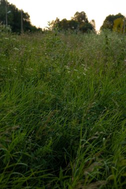 yeşil yaz çayırı dikey gündüz