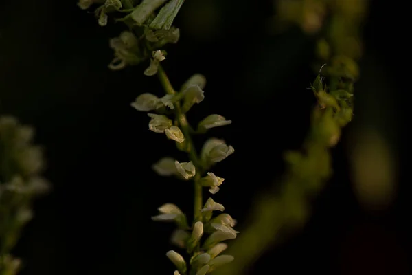 Ervas Com Pequenas Flores Brancas Macro — Fotografia de Stock