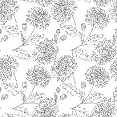 Siyah çizgili kasımpatı çiçekleri, tomurcukları ve beyaz izole arka planda yaprakları olan kusursuz bir desen..