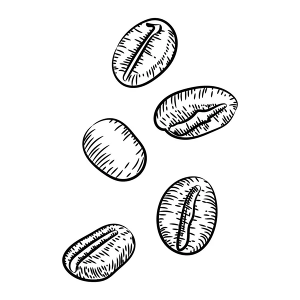 咖啡豆，草图，矢量绘图。完美的配料，谷物的选择。咖啡的湖水图片. — 图库矢量图片