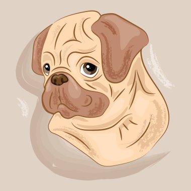 Pug dog 'un şirin yüzü. Komik, mutlu köpek kafası portresi..