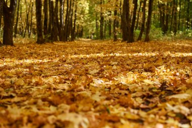 Sonbahar ormanı ve yerde düşmüş sarı yapraklar