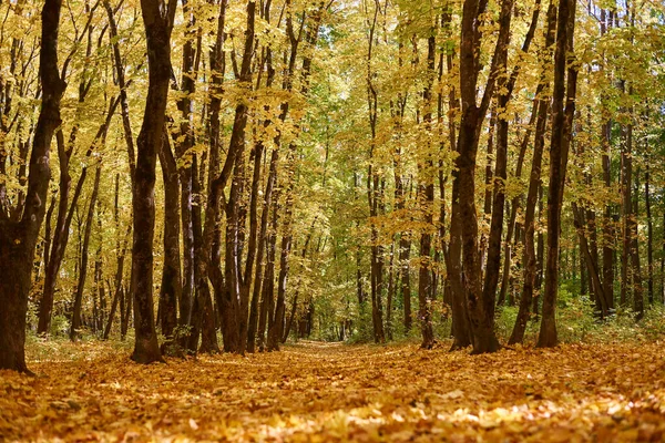 Bosque Otoñal Con Hojas Amarillas Caídas Suelo — Foto de Stock