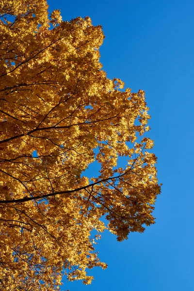 Sarı akçaağaç yaprakları açık mavi gökyüzüne karşı