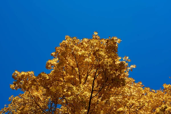 Sarı akçaağaç yaprakları açık mavi gökyüzüne karşı
