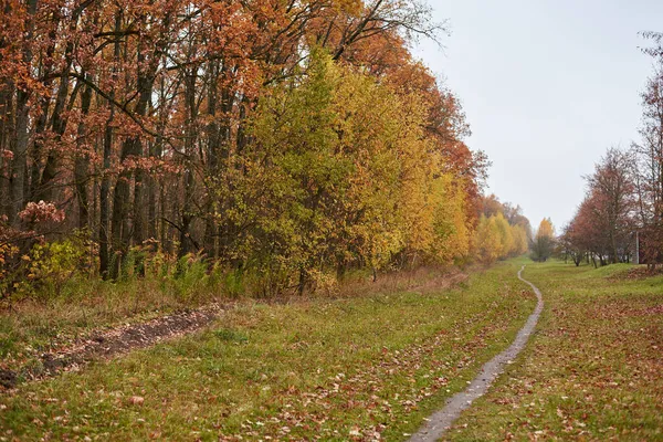 Sonbahar ormanı boyunca uzanan patika