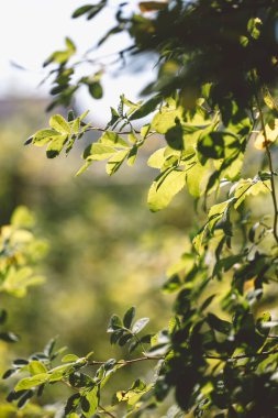 Güzel botanik fotoğrafı, doğal duvar kağıdı.