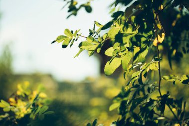 Güzel botanik fotoğrafı, doğal duvar kağıdı.