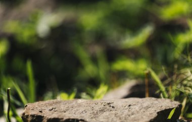 Ormanda yeşil çimenler