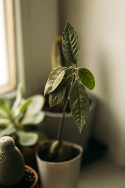 Avokado bitkisi, filizlenmiş avokado tohumu