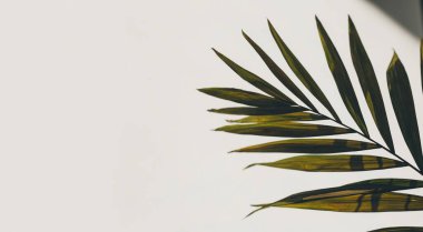 Beyaz arkaplanda tropik palmiye yaprakları