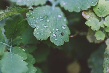 yeşil yapraklar, bitkiler ve yapraklar