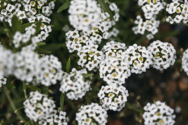 Bahçedeki güzel beyaz çiçekler