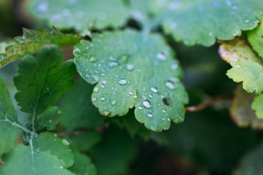 yeşil yapraklar, bitkiler ve yapraklar