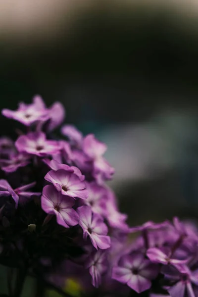 Hermosas Flores Lila Púrpura Jardín Imagen de archivo