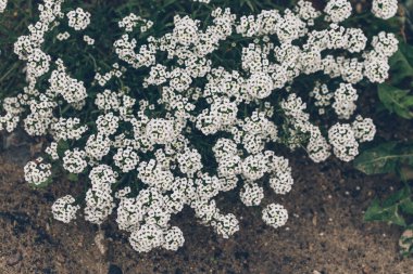 Güzel botanik fotoğrafı, doğal duvar kağıdı.