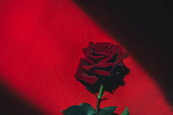 Roses Rouges Studio — Photo
