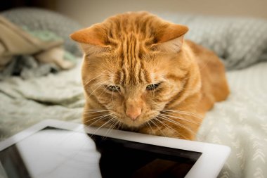 Red tabby cat intently playing with a tablet.