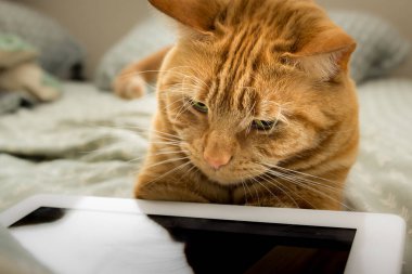 Red tabby cat intent on a game on a tablet.
