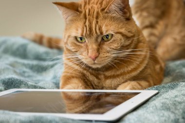 Red tabby cat intent with playing with a tablet.