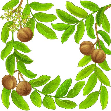 Beyaz arkaplanda andiroba vektör çerçevesi