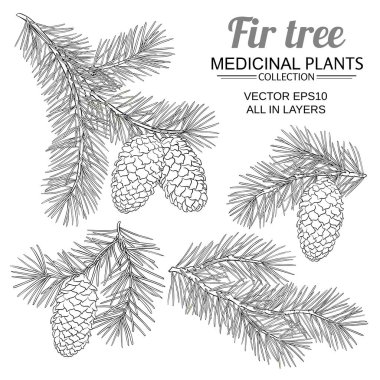 Beyaz arkaplanda köknar ağacı veterineri belirlendi