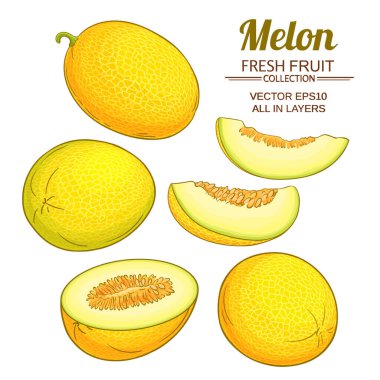 melon plant vector set on white background