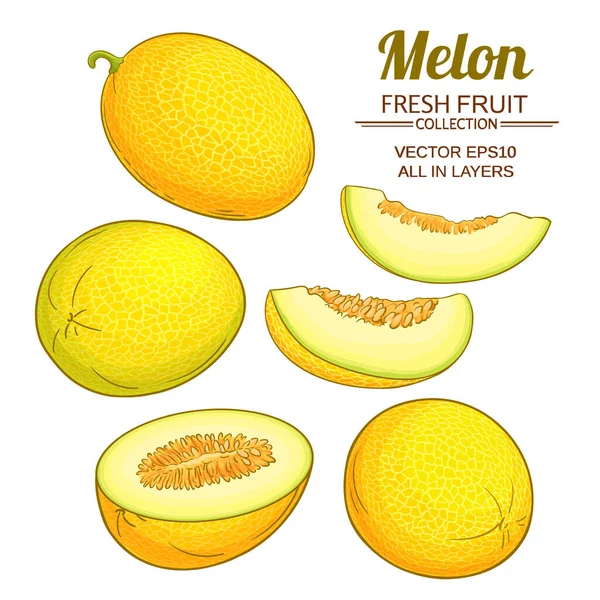 Melon Plant Vector Set White Background — ストックベクタ