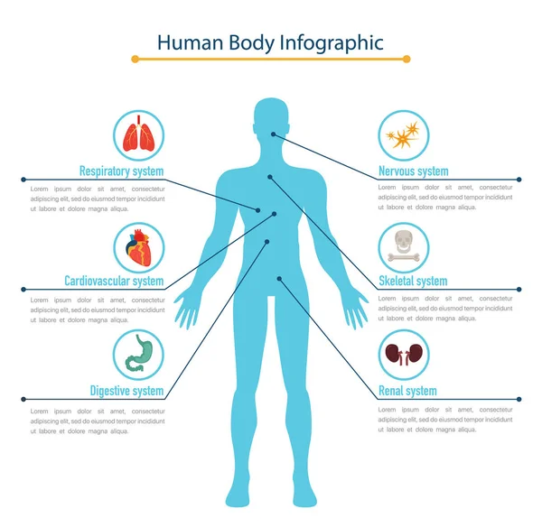Människokroppen Infographic Koncept Platt Vektor Illustration — Stock vektor