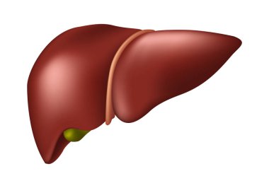 Human Liver - Human Organs Collection, realistic vector illustration, on white background