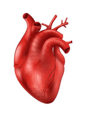 İnsan Kalbi - İnsan Organı Koleksiyonu, beyaz arka planda gerçekçi vektör çizimi