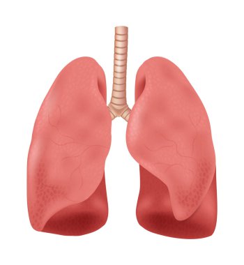 Human Lungs - Human Organs Collection, realistic vector illustration, on white background