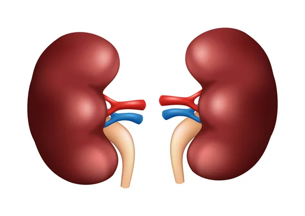 Human Kidneys Human Organs Collection Realistic Vector Illustration White Background — Vector de stock