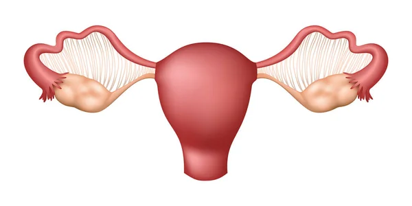 Kvinnliga Äggstockar Reproduktionssystem Mänskliga Organ Collection Realistisk Vektor Illustration Vit — Stock vektor