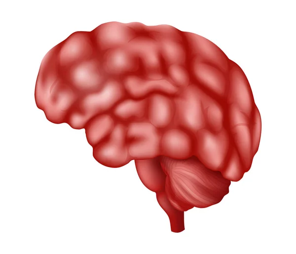 Human Brain Human Organs Collection Realistic Vector Illustration White Background — 스톡 벡터