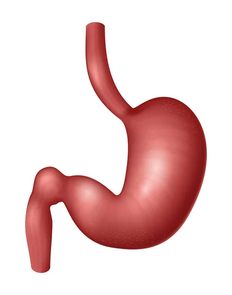 Human Stomach Human Organs Collection Realistic Vector Illustration White Background — Vector de stock