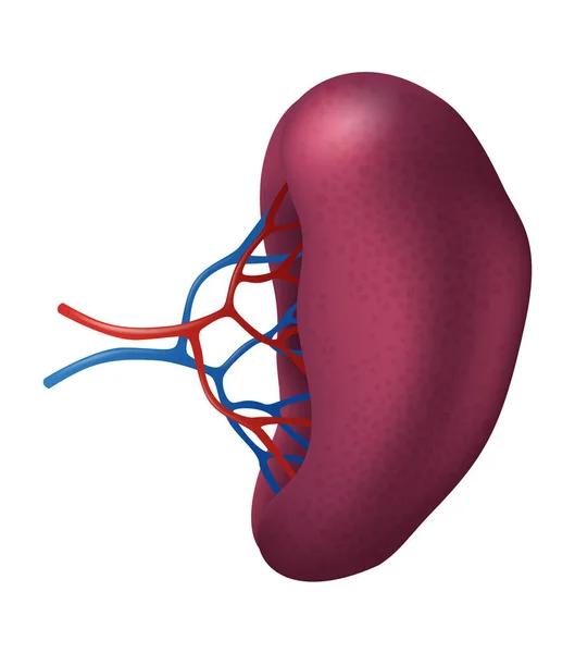 Human Spleen Human Organs Collection Realistic Vector Illustration White Background — Vector de stock
