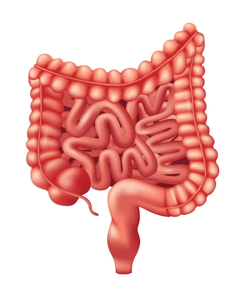 Human Intestines Organ Human Organs Collection Realistic Vector Illustration White Stok Illüstrasyon