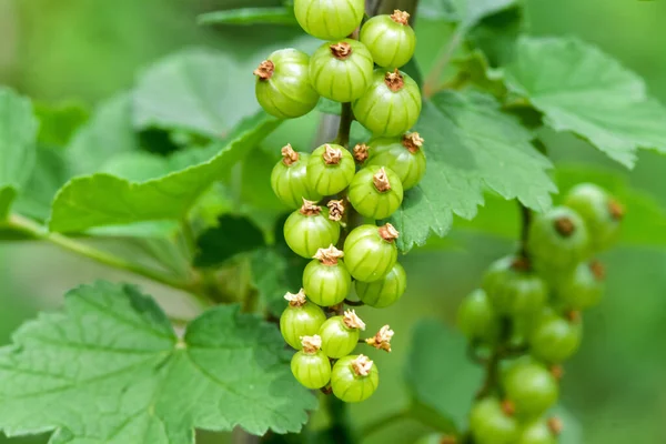 Verse Groene Kruisbessen Tuin Biologische Bessen Kweken Een Tak Van — Stockfoto