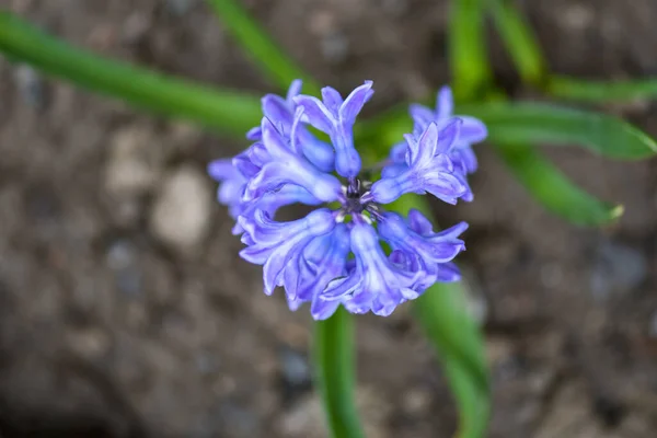 Fialové Jarní Květiny Společné Hyacinth Zahradní Hyacinth Nebo Holandské Hyacinth — Stock fotografie