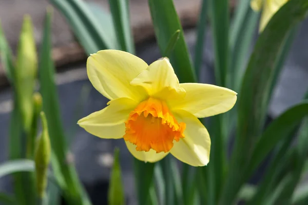 Hermosas Flores Primavera Narcissus Jonquilla Una Planta Con Flores Bulbosas —  Fotos de Stock