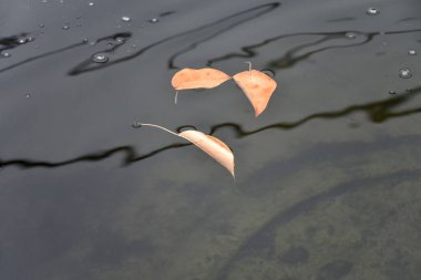 Suyun yüzeyine düşen sarı yapraklar.
