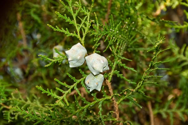 Enfoque Selectivo Ramas Thuja Verde Thuja Occidentalis Norte Cedro Blanco —  Fotos de Stock